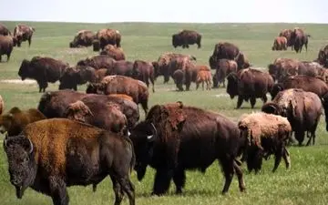 زیر 8 ثانیه اگر توسنتی خرس رو در تصویر پیدا کنی عالیه