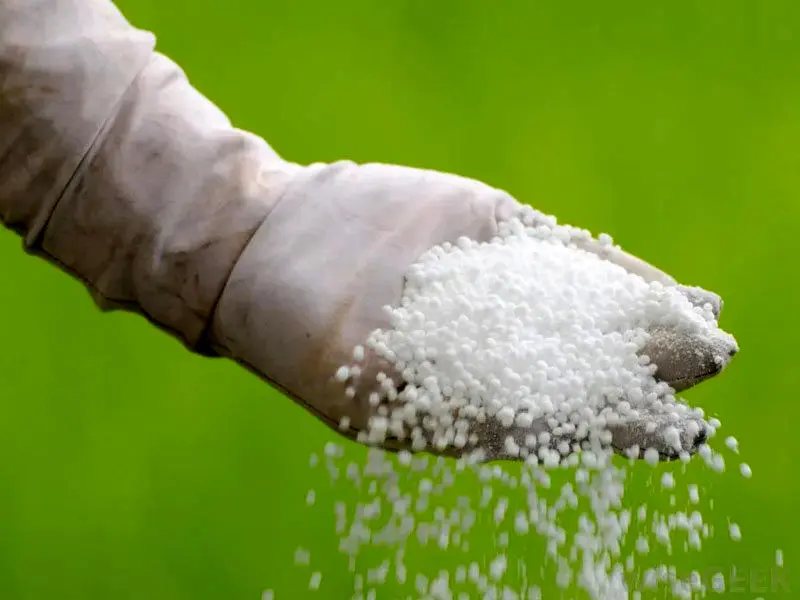 زمان استفاده از کود اوره برای درخت پسته