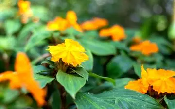 گیاه انسولین برای درمان دیابت