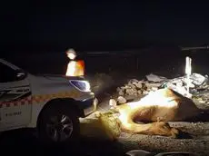 تصادف مرگبار پژو با شتر در جاده لمزان؛ ۲ جوان جان باختند