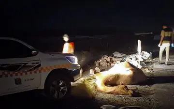 تصادف مرگبار پژو با شتر در جاده لمزان؛ ۲ جوان جان باختند