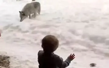 ویدئویی باورنکردنی از نزدیکی گرگ به خانه یک شهروند در کبک کانادا