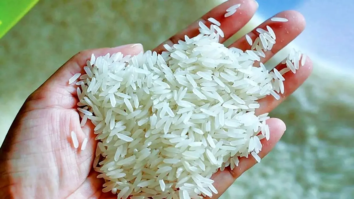 برنج پاکستانی چند شد؟ نرخ روز دانهبلند در ۲۱ شهریور