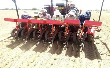 بهره برداران چغندر قند ۱۴۰ میلیون ریال کمک هزینه می گیرند