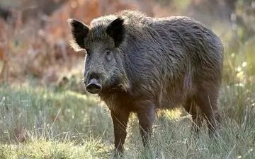 شکارچیان گراز در پلدختر در دام پلیس

