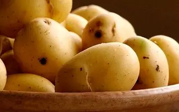 انواع سیب زمینی که نباید مصرف شوند
