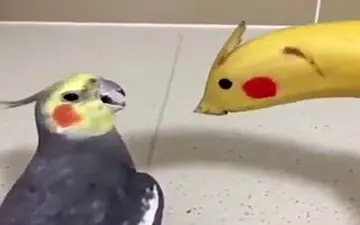 شوخی با احساسات یک پرنده +فیلم