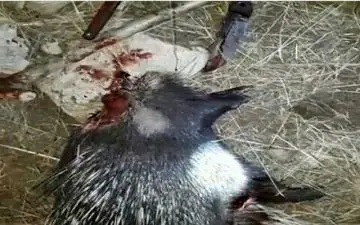 چهار اکیپ شکارچی و صیادغیرمجاز در گیلانغرب دستگیر شدند