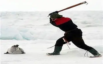 کشتار وحشیانه فوک‌ها در کانادا + فیلم