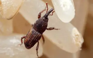 هر آنچه باید از حشره برنج (شپشک برنج) بدانید + سریع ترین راهکار از بین بردن شپشک برنج