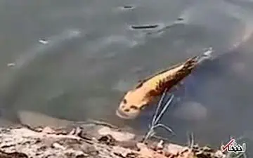 ماهی با چهره انسان در چین!