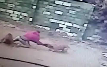 غافلگیر شدن دزد توسط سگ‌های نگهبان