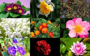 روانشناسی شخصیت: گل ماه تولد خودت رو پیدا کن!
