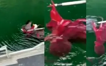 نجات عقاب سر سفید از دست اختاپوس