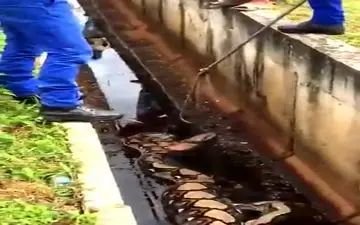 فیلم/ بیرون کشیدن انسان کامل از شکم مار+16