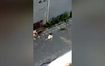  لحظه دلهره آور کودک ربایی میمون در روز روشن!