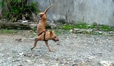 سگی که به طرز عجیبی روی دوپا راه می‌رود!+فیلم