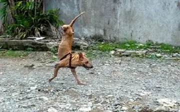 سگی که به طرز عجیبی روی دوپا راه می‌رود!+فیلم