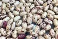  خبر رسمی درباره قیمت لوبیا چیتی اعلام شد (۱۱ مرداد) 