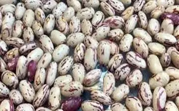  خبر رسمی درباره قیمت لوبیا چیتی اعلام شد (۱۱ مرداد) 