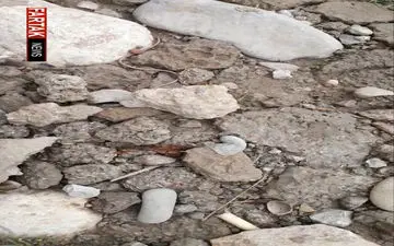 یورش مارها به سمت چادر زلزله‌زدها  در سرپل‌ذهاب + فیلم