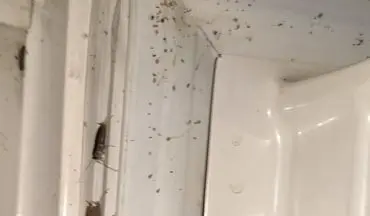 سوسک یخچالی؛ مهمان ناخوانده کوچک اما خطرناک در آشپزخانه