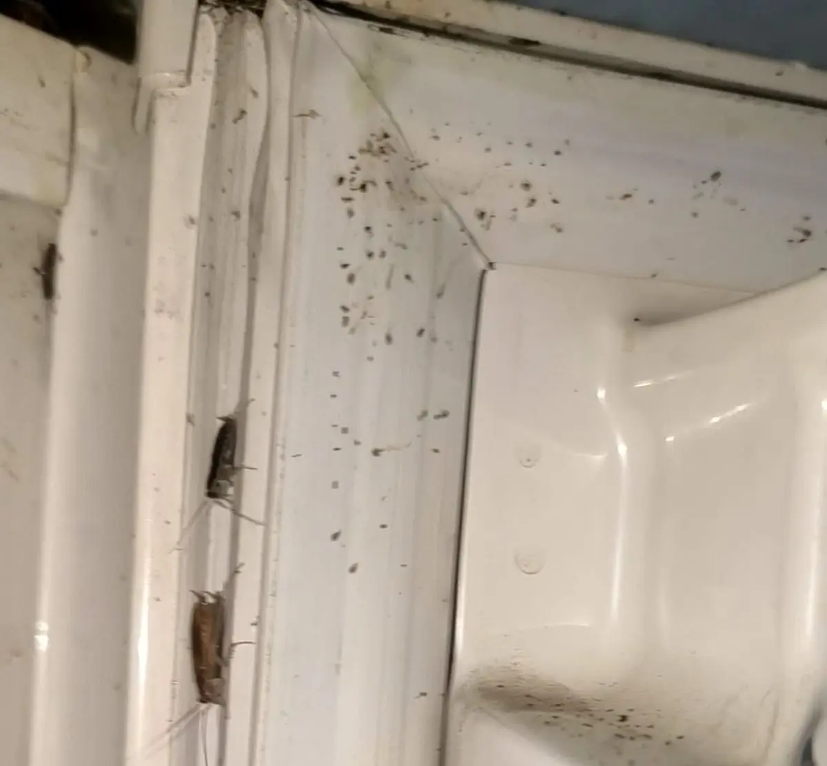 سوسک یخچالی؛ مهمان ناخوانده کوچک اما خطرناک در آشپزخانه