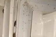 سوسک یخچالی؛ مهمان ناخوانده کوچک اما خطرناک در آشپزخانه