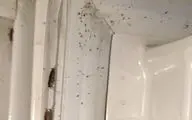 سوسک یخچالی؛ مهمان ناخوانده کوچک اما خطرناک در آشپزخانه