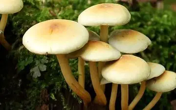 مسمومیت ۱۸۰ نفر بر اثر مصرف قارچ‌های سمی/فوت یک نفر