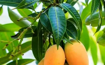 درمان رایگان دیابت با برگ این میوه