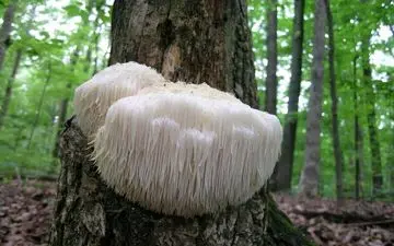 محققان می گویند؛ مکملهای چای گایوسا و قارچ یال شیر عملکرد شناختی را بهبود می بخشند