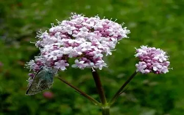 سنبل الطیب؛ تسکین دهنده اضطراب و بی‌قراری عصبی