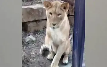 فیلم/لحظات غافلگیرانه حمله حیوانات به انسان