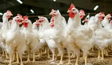 احتکار بیش از 30 تُن مرغ زنده در کرمانشاه 
