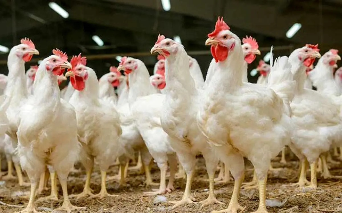 احتکار بیش از 30 تُن مرغ زنده در کرمانشاه 

