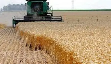 تولید گندم کاهش یافت