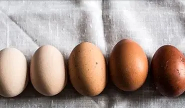 کدام بهتر است تخم مرغ قهوه ای یا سفید؟