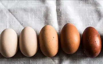 کدام بهتر است تخم مرغ قهوه ای یا سفید؟