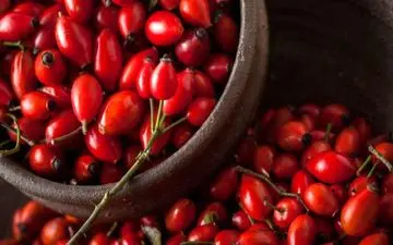 گل نسترن، منبع غنی ویتامین C 