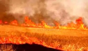 ۱۳ هکتار از مزارع گندم دالاهو و گیلانغرب در آتش سوخت