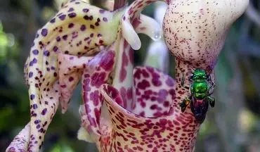 حشره ای که موقع جفت گیری به خودش ادکلن می زند!