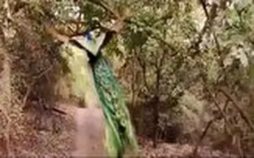 ویدئویی جالب از پرواز حیرت انگیز طاووس در جنگل 
