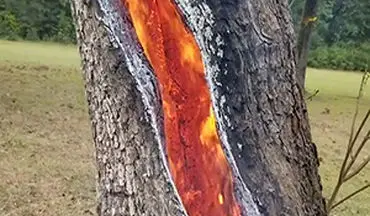 شعله‌های آتش در درون تنه یک درخت