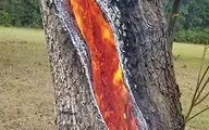 شعله‌های آتش در درون تنه یک درخت