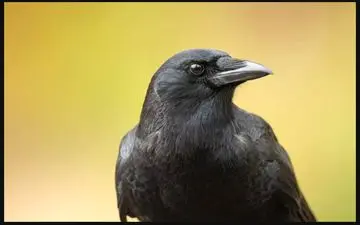 هنرنمایی کلاغ: آموزش جمع‌آوری پول و سکه! | فیلم