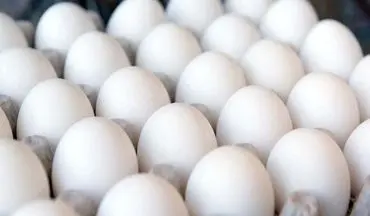 قیمت جدید تخم مرغ اعلام شد | تخم مرغ چند شده؟