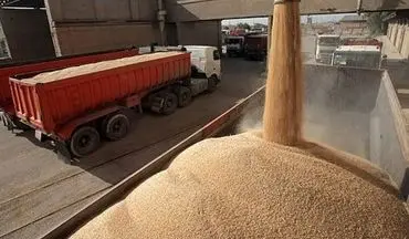 آغاز پرداخت مطالبات گندمکاران در چهارمحال و بختیاری