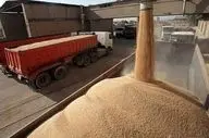 آغاز پرداخت مطالبات گندمکاران در چهارمحال و بختیاری