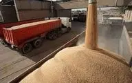 آغاز پرداخت مطالبات گندمکاران در چهارمحال و بختیاری